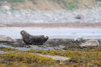 42785 Phoca vitulina (Foca comune)